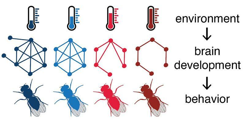 Environmental temperature has an influence on brain connectivity and thus on resultant behavior in the fruit fly.