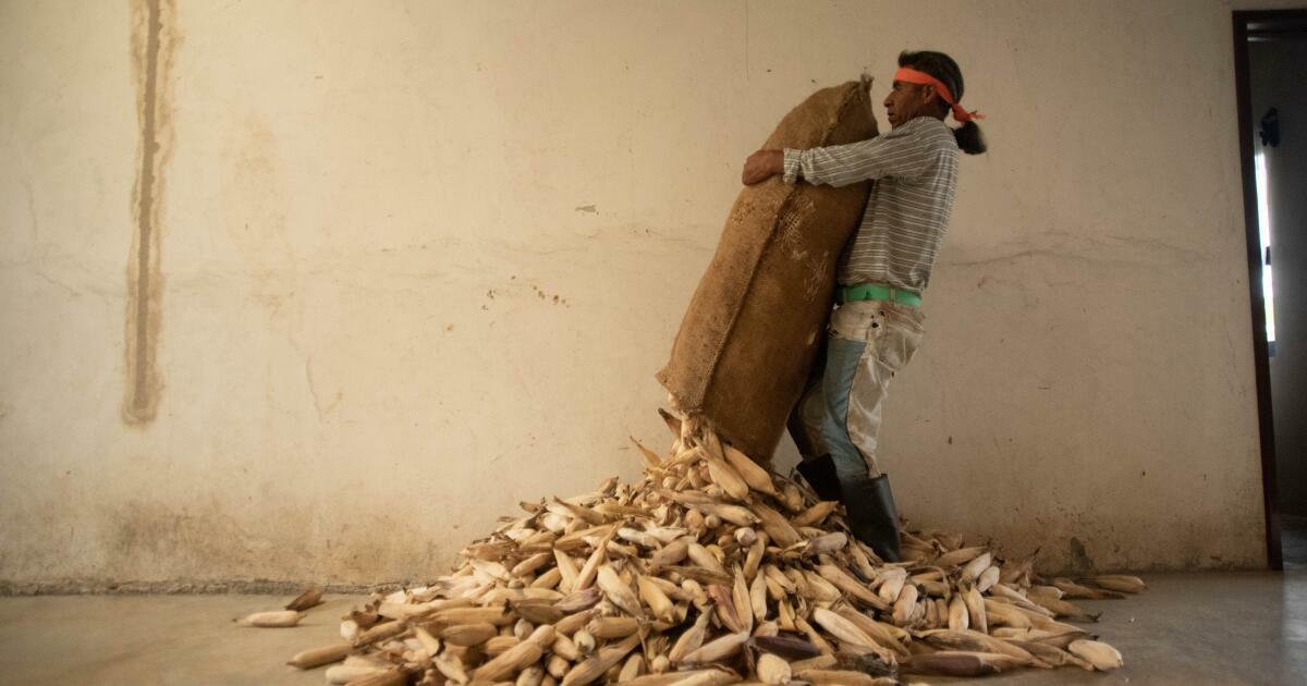 A worker unloads corn at a processing facility in Misantla, Veracruz state, Mexico, on Thursday, July 29, 2021. Mexico has banned genetically modified corn and will phase out imports over the next three years as part of the government’s efforts to achieve self-sufficiency in food production, according to a decree it issued on Dec. 31. Photographer: Hector Quintanar/Bloomberg
