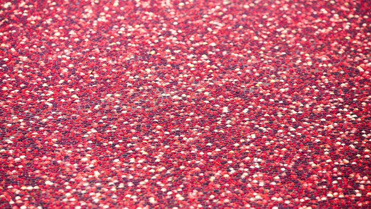 Des canneberges flottant à la surface d'un bassin.