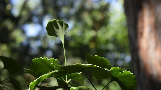 Extrakt z listů ginkga zlepšuje průtok krve v mozku a podporuje paměť i koncentraci. Extrakt z listů ginkga zlepšuje průtok krve v mozku a podporuje paměť i koncentraci.