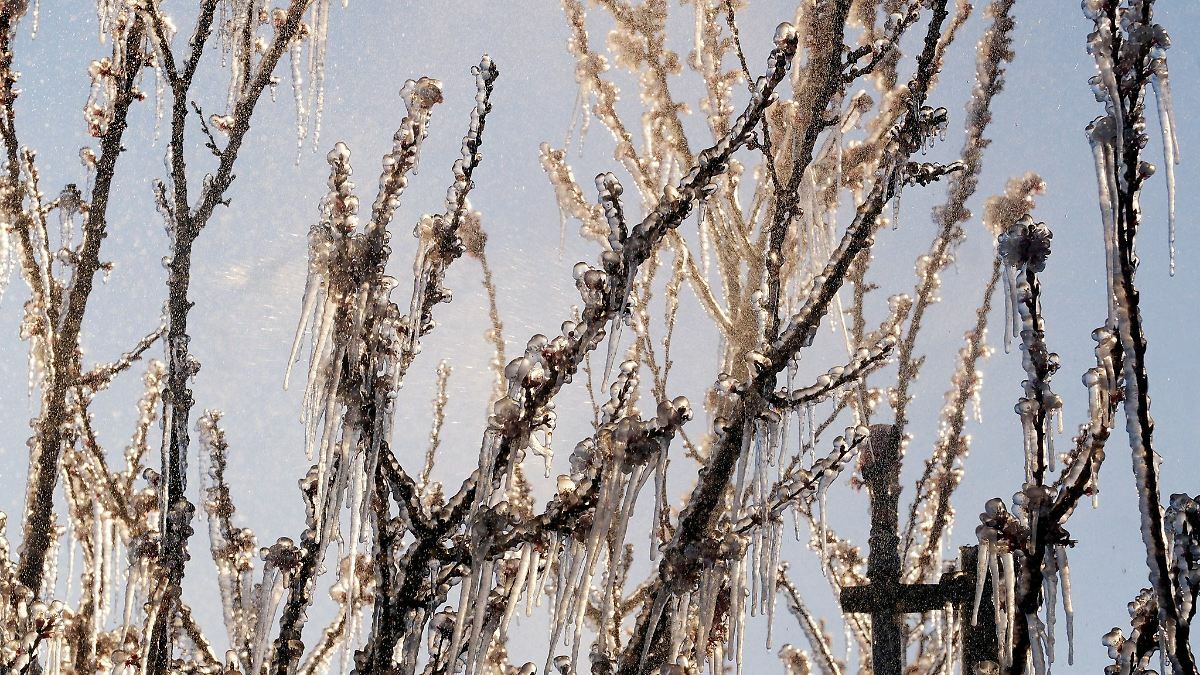 Berlin & Brandenburg: Bauern rechnen mit Frostschäden an Pfirsichen und Aprikosen Berlin & Brandenburg: Bauern rechnen mit Frostschäden an Pfirsichen und Aprikosen