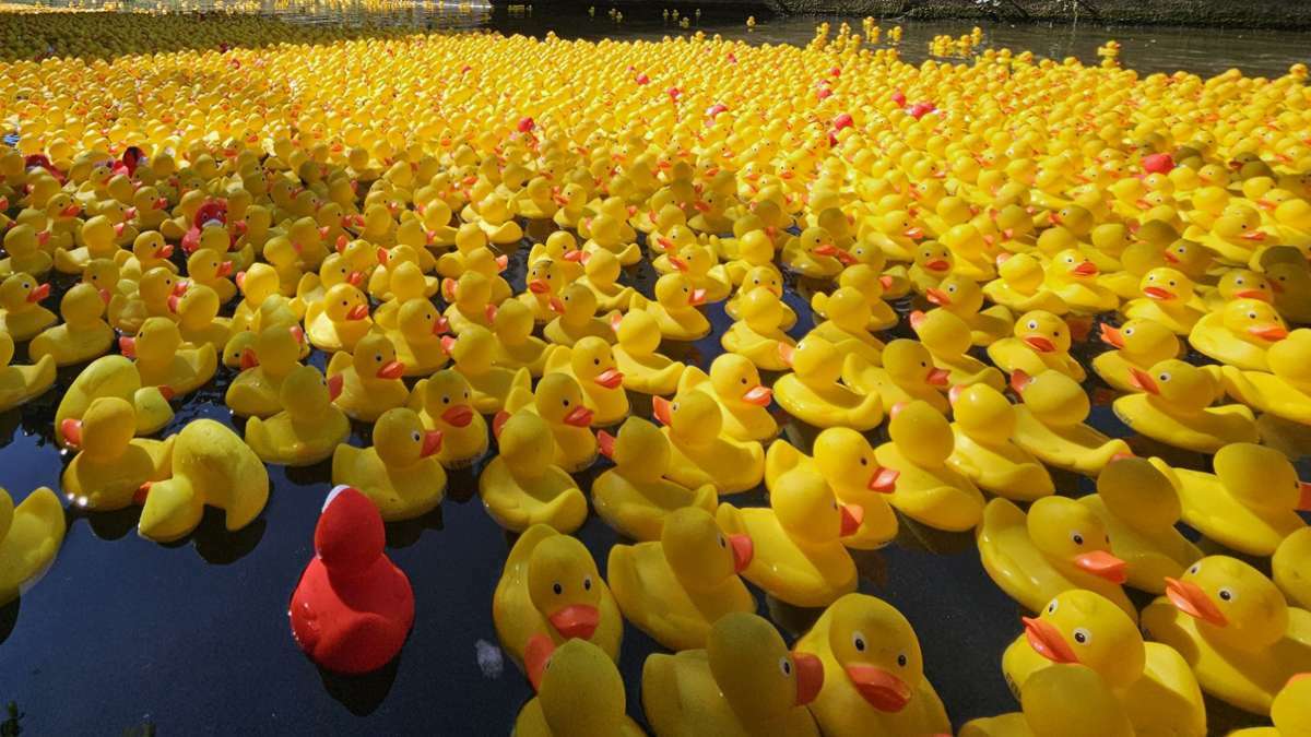 Esslinger Entenrennen 2025: 9000 Gummitiere schwimmen um die Wette - Esslingen Esslinger Entenrennen 2025: 9000 Gummitiere schwimmen um die Wette - Esslingen