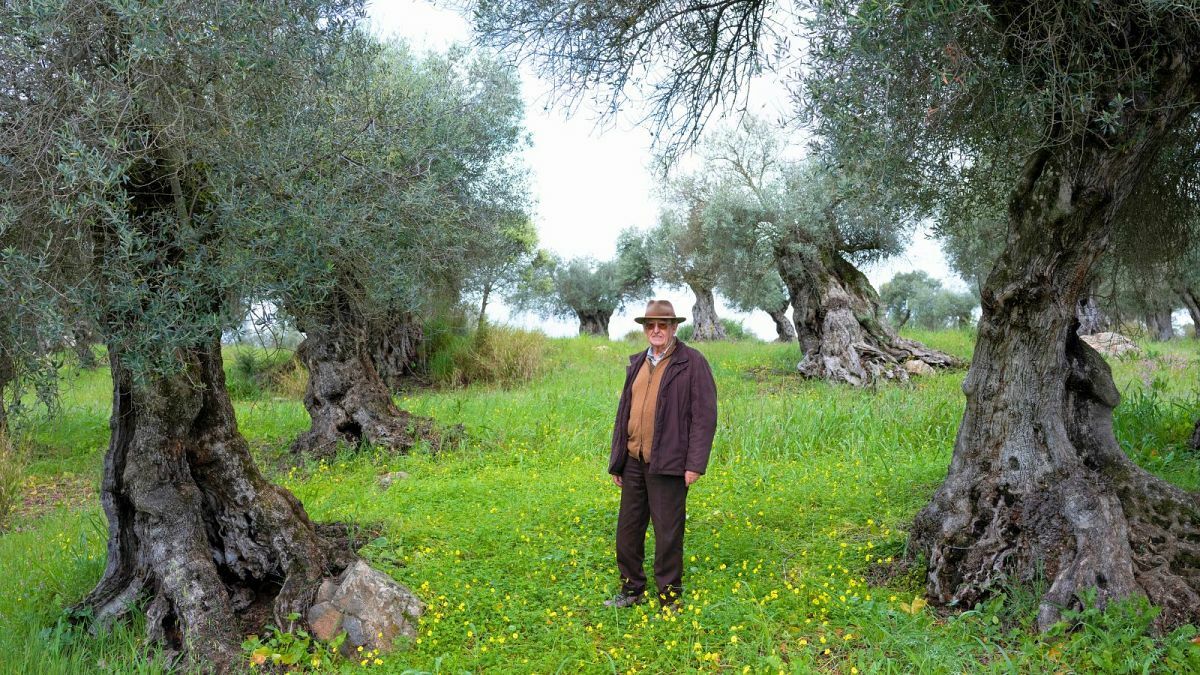 ‘An ecocide’: How olive oil giants are using a mega dam to take over Portugal’s growing region