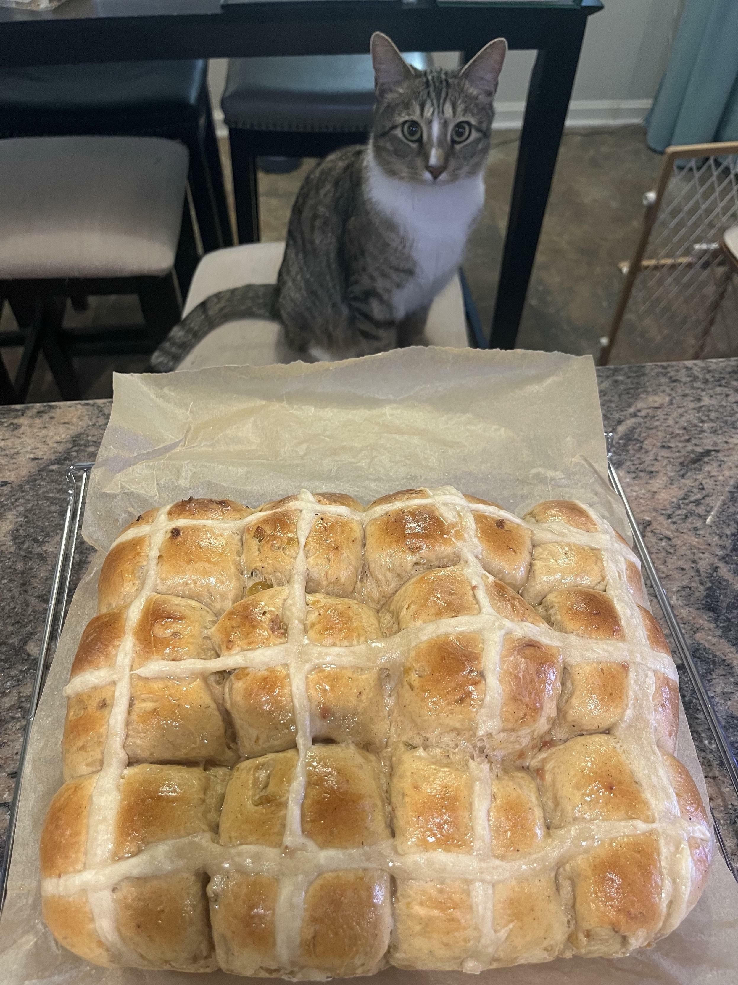 Mr Mittens, a brown tabby cat, is looking at me over a tray of hot cross buns that have just come out of the oven and are sitting on a cooling rack