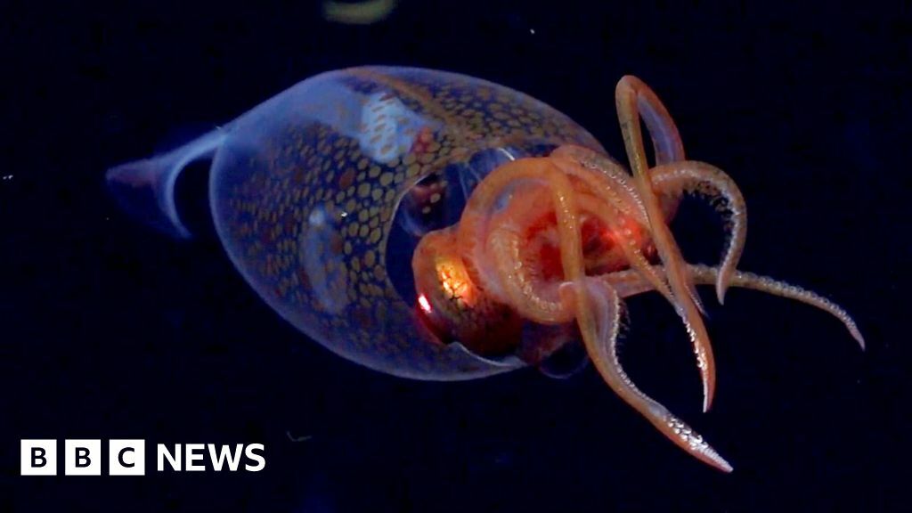 The colossal squid, which has a transparent body and orange arms with tentacles on. It is floating in the deep sea, which is dark.