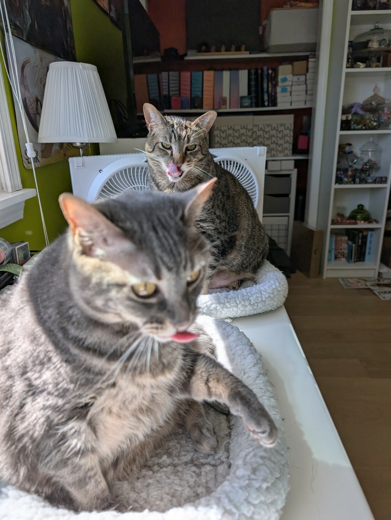 A photo of two tabby cats sitting on cat beds on a desk. In the foreground, Sumie the grey tabby is out of focus, with one paw in the air and her tongue sticking pretty far out. Behind her Vincent is in focus and has his own tongue sticking out, reaching up to lick his own face.