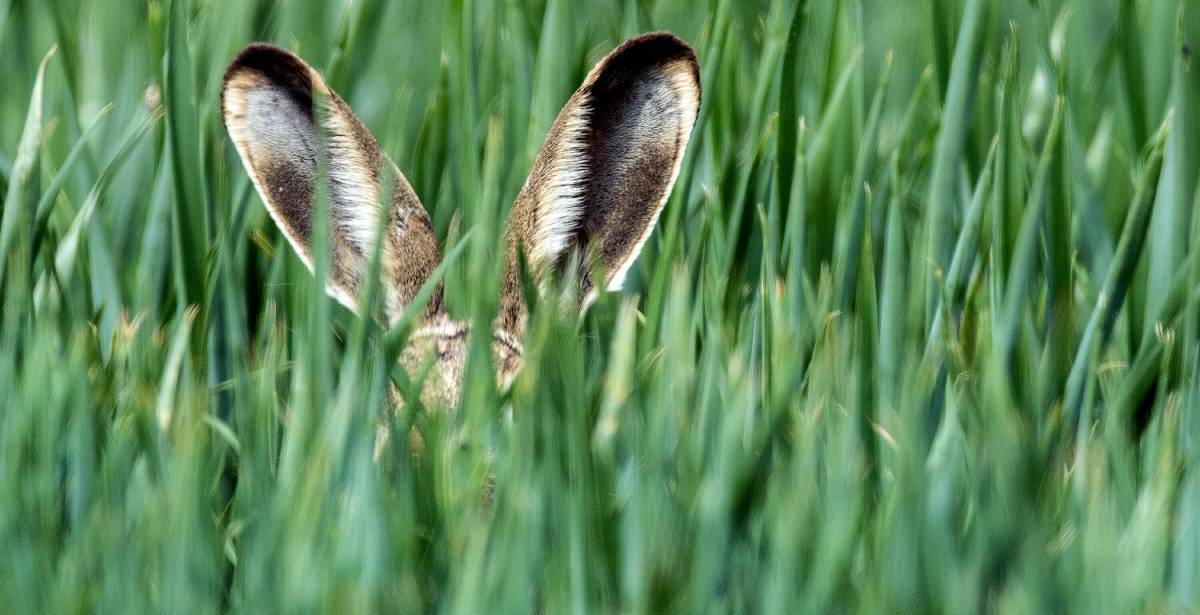 Osterhase im Interview zu aktuellen Themen in Mönchengladbach