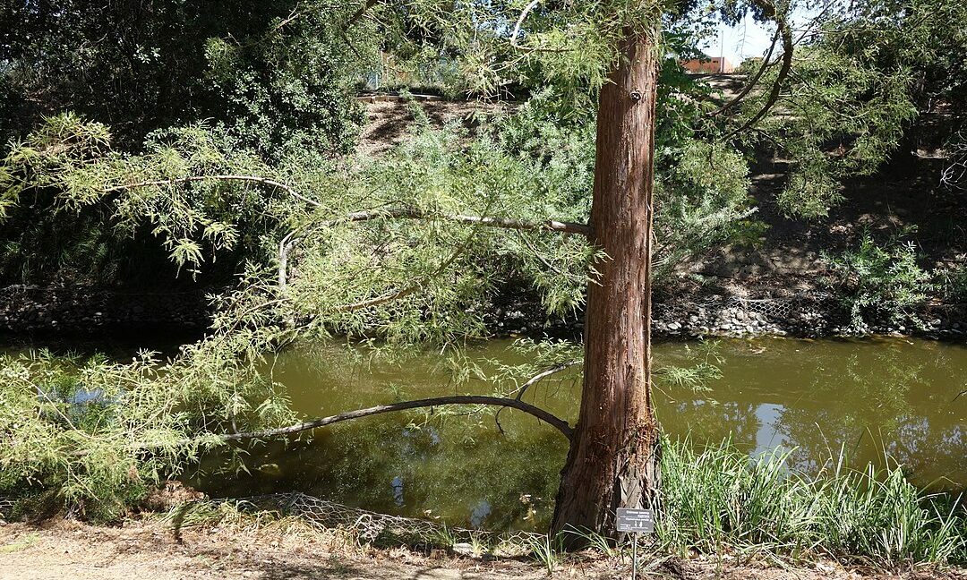 photo of a tree next to a green pond