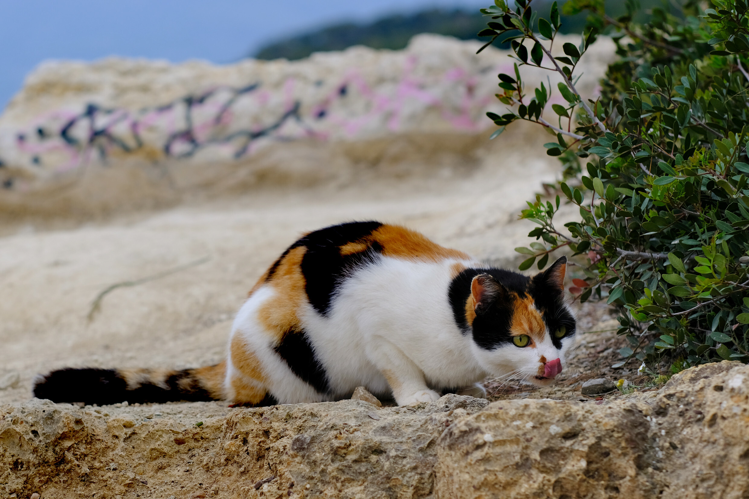 Photo of a calico cat licking its nose.