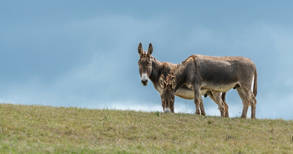 Two donkeys standing at top of hill