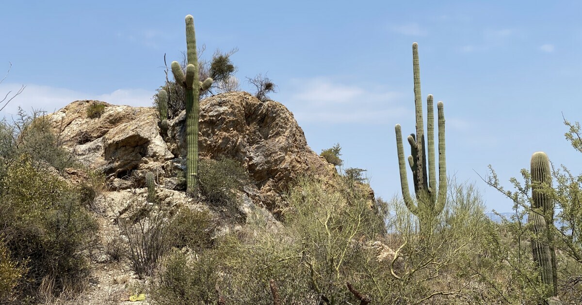 Saguaro National Park
