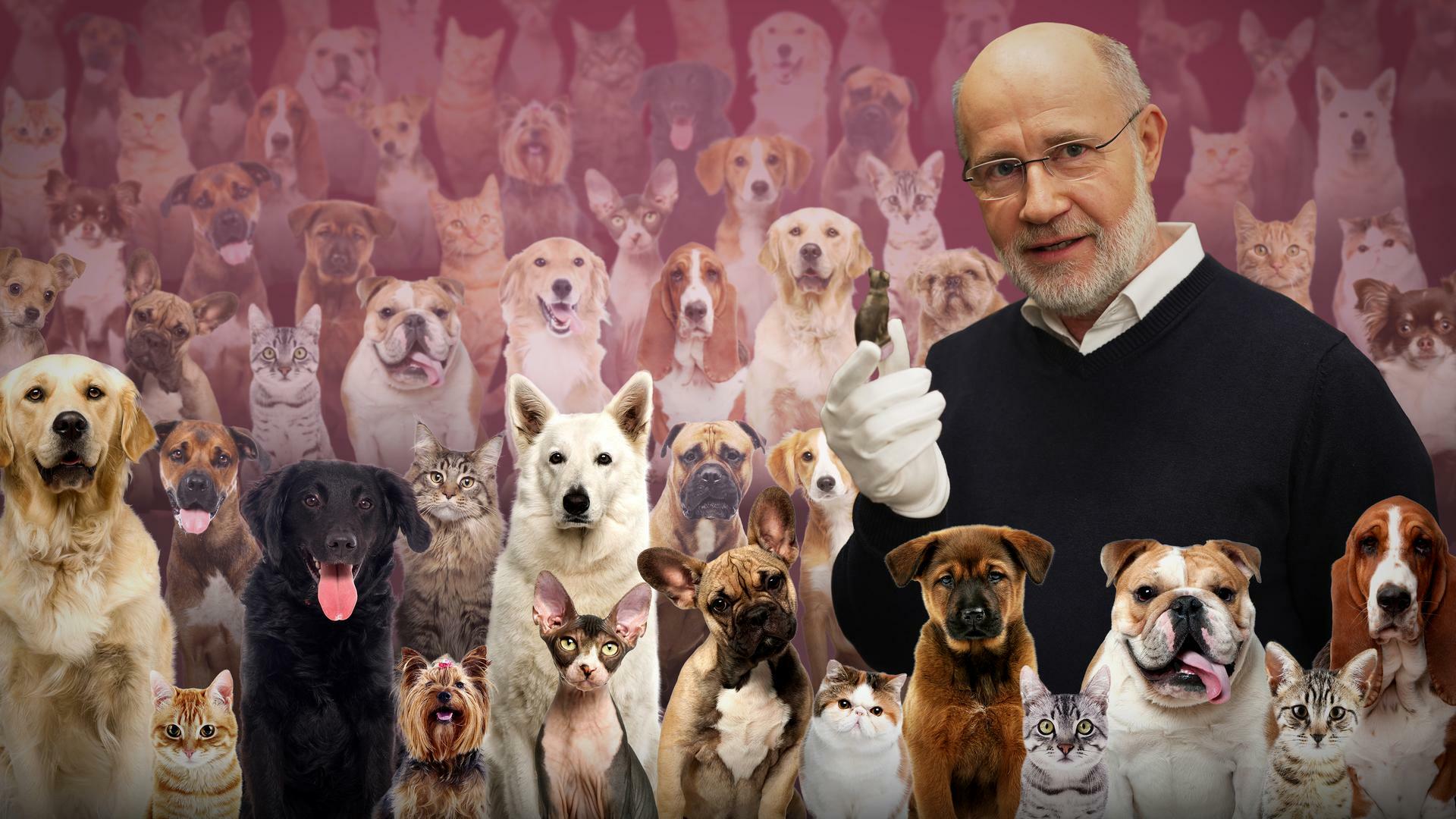 Harald Lesch inmitten vieler Hunde und Katzen (Montage) Harald Lesch inmitten vieler Hunde und Katzen (Montage)