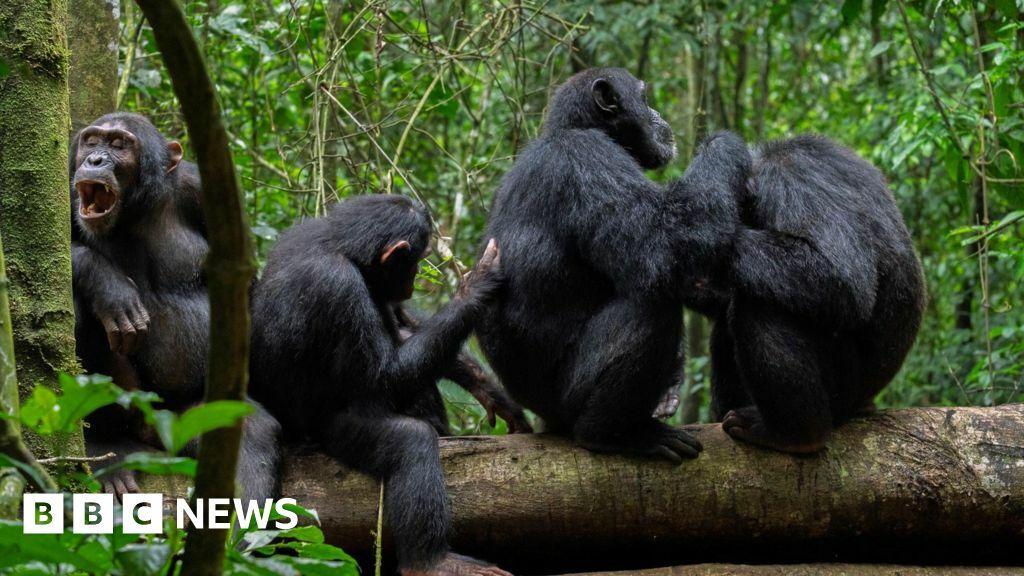 The image shows four adult chimpanzees sitting in a line on a log on the forest floor. Each appears to be grooming the animal sitting in front.