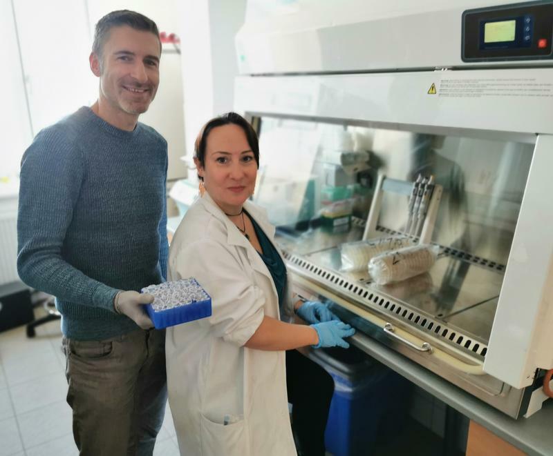 Molekulare Analysen der Fischproben liefern wichtige Einblicke in Stressreaktionen der Regenbogenforellen. Dr. Alexander Rebl (FBN, links) und Dr. Thora Lieke (Universität Südböhmen) bei der gemeinsamen Laborarbeit.