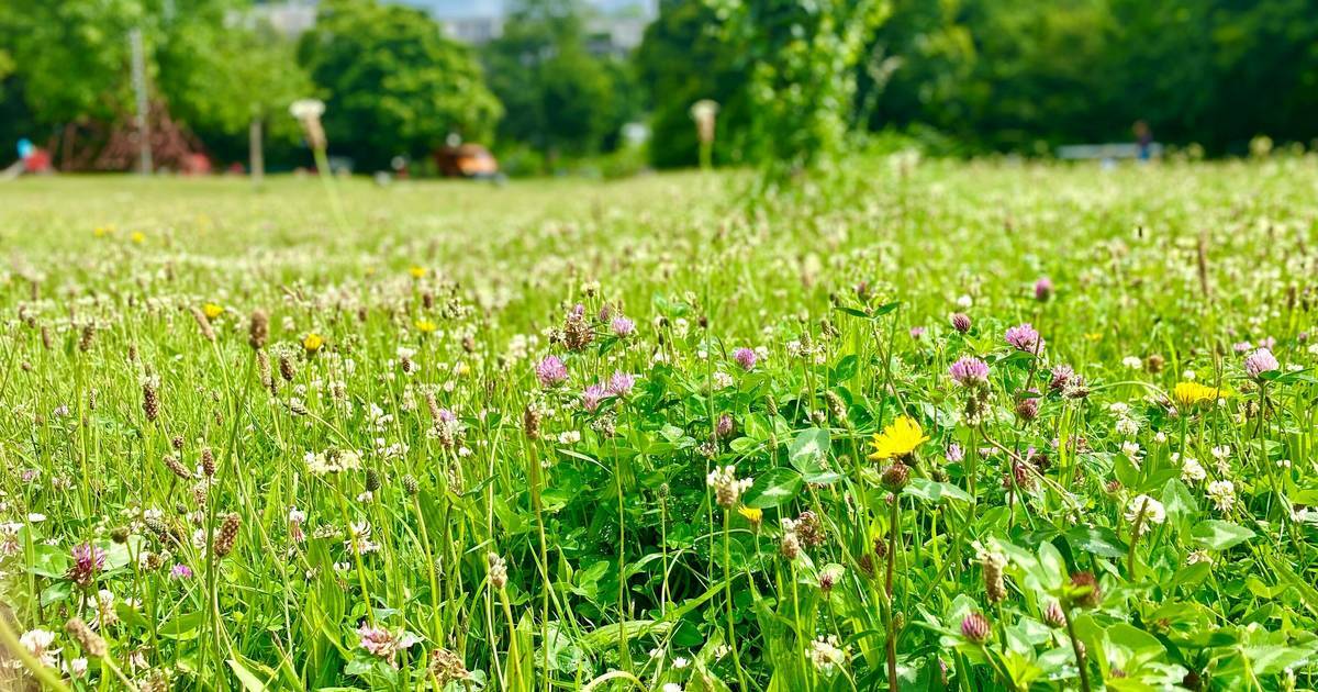 Familienfest im Diepenpark am 1. Juni