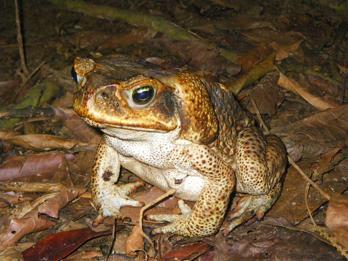 Cane Toad (Rhinella marina) in the leaflitter