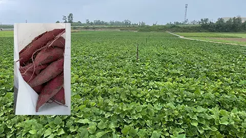 [Treasures of Japanese Culture] Italian Food Writer Recommends the Best Gourmet Food in Japan: Enchanted by the Magical Vegetable Sweet Potato | NOVEMBER 2024