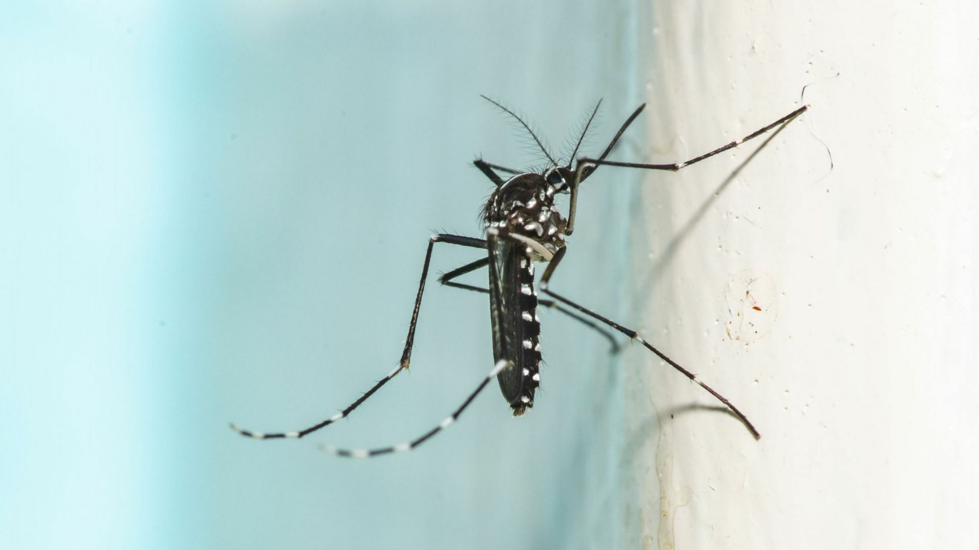 Lutte contre les nuisibles : stériliser les insectes pour éviter leur propagation, une bonne idée?