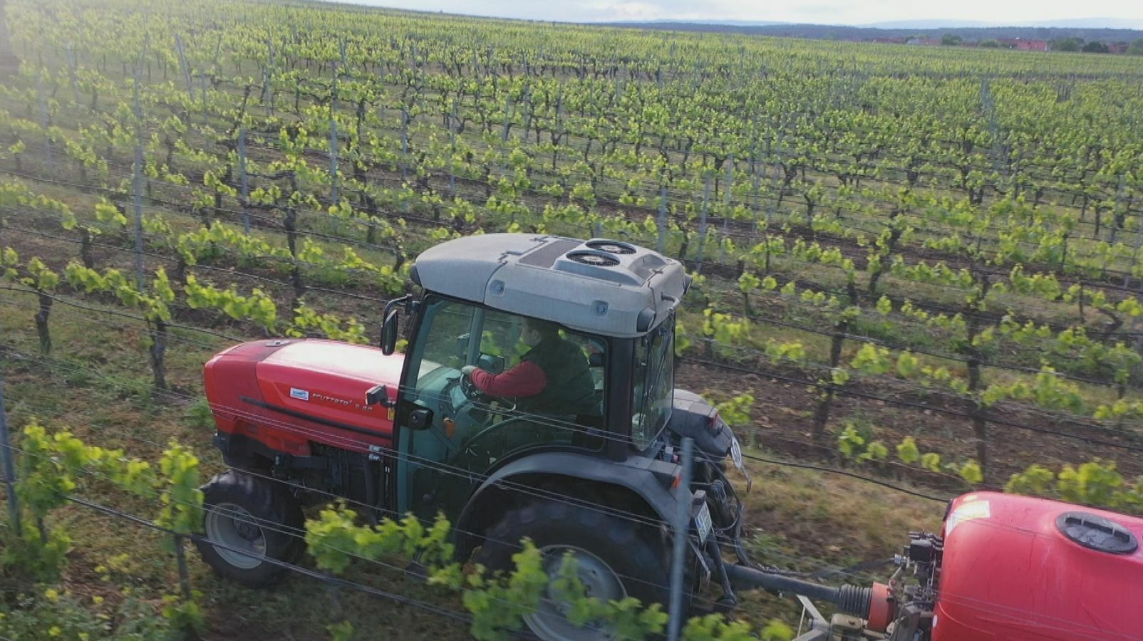 (Symbolbild) Winzer beim Pflanzenschutz im Weinberg in Unterfranken