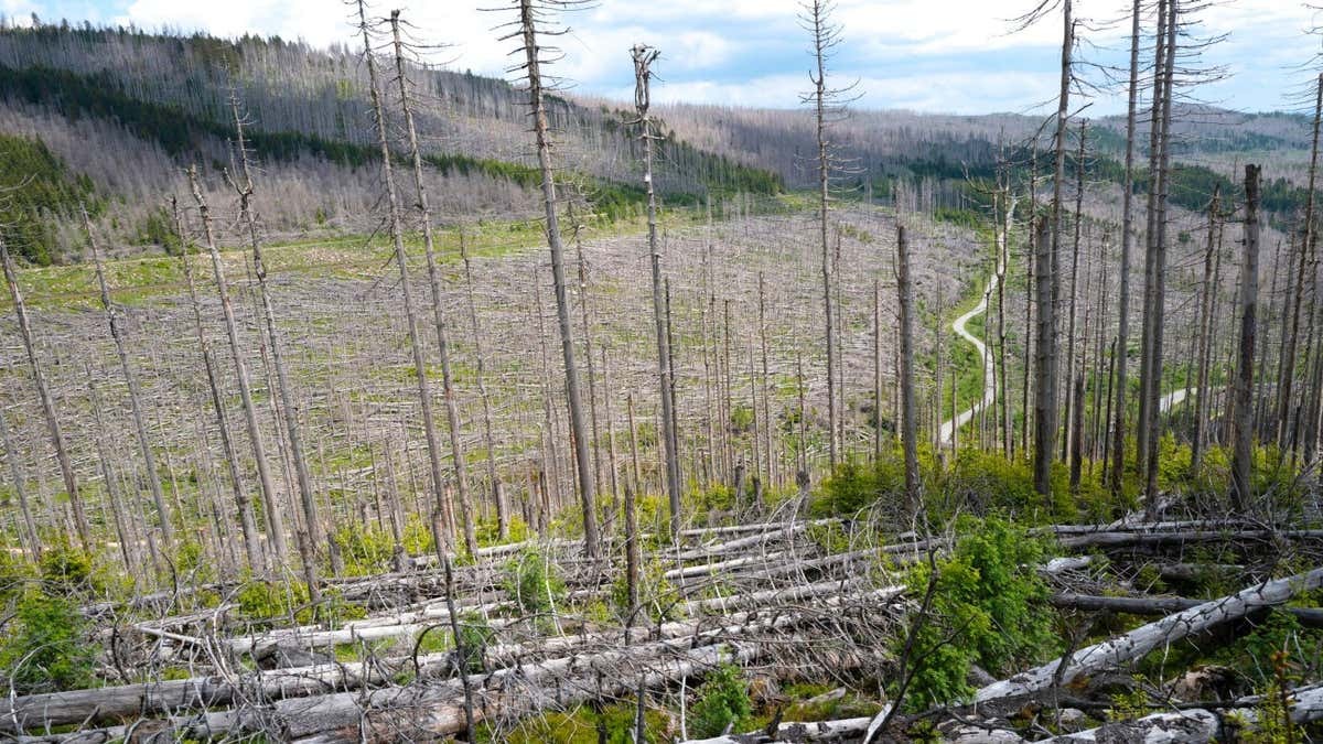 A hillside in the Harz mountains in Germany with a large numbers of trees that have died due to extreme weather and bark beetles. | Rob Cousins/Alamy A hillside in the Harz mountains in Germany with a large numbers of trees that have died due to extreme weather and bark beetles. | Rob Cousins/Alamy