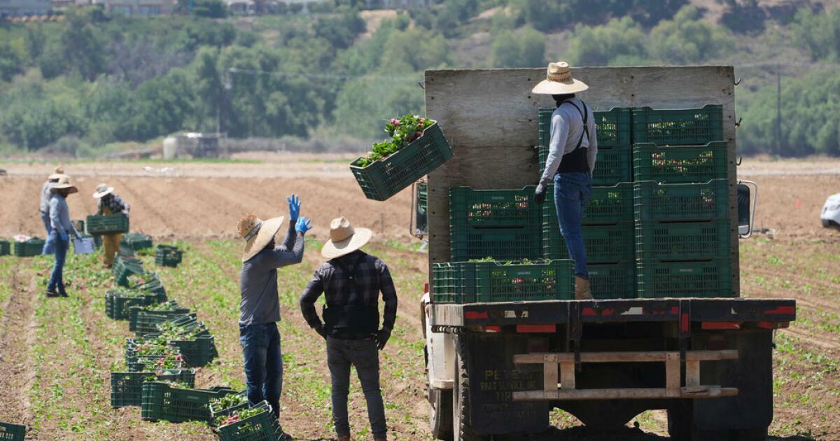 ARCHIVO - Trabajadores agrícolas recogen 