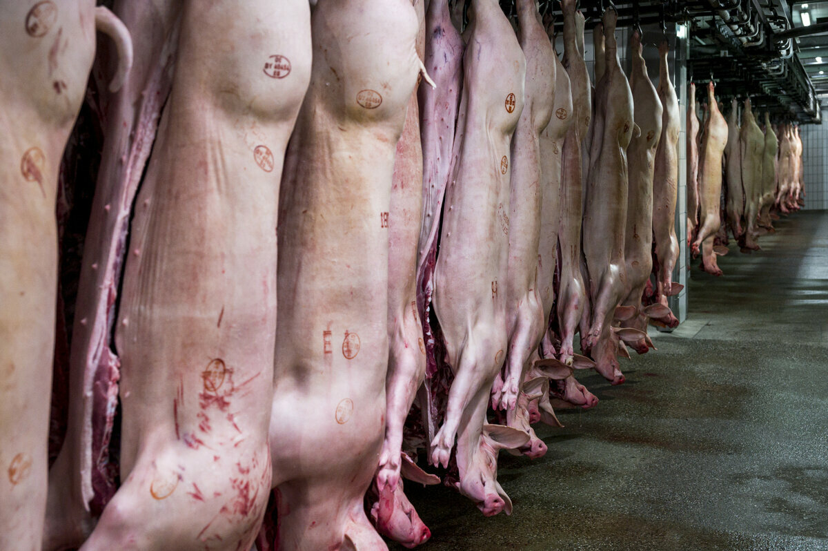Schweinehälften hängen in einem Schlachthof