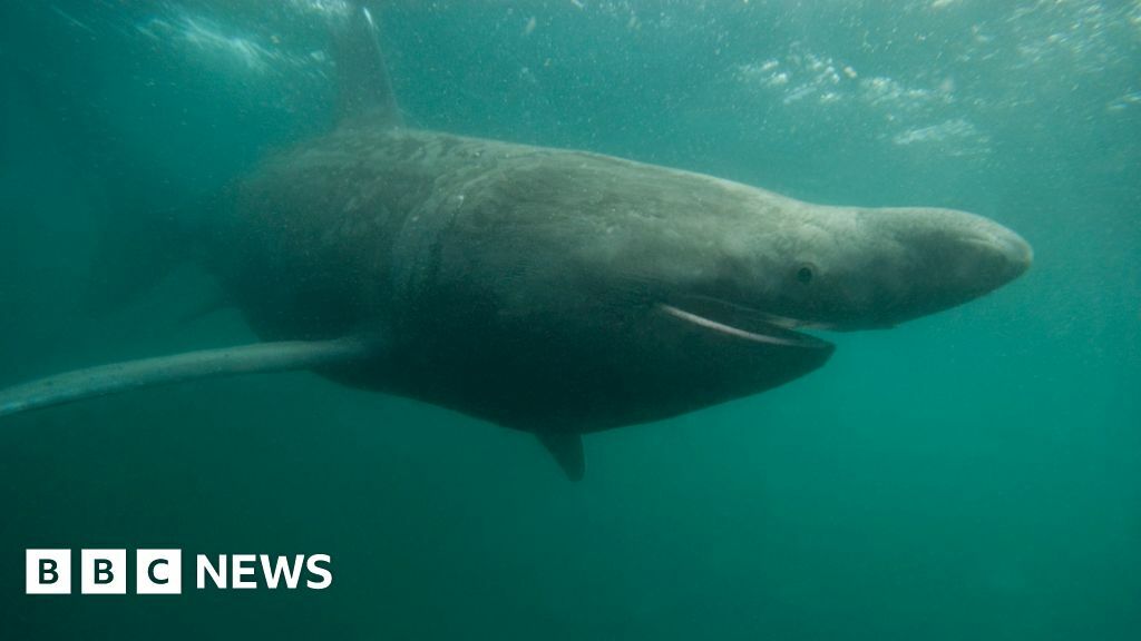 A photograph of a basking shark underwater with its mouth open and one eye facing the camera.