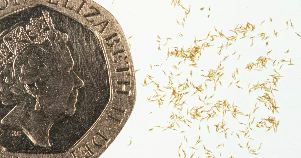 A 20p piece is used for scale showing tiny orchid seeds
