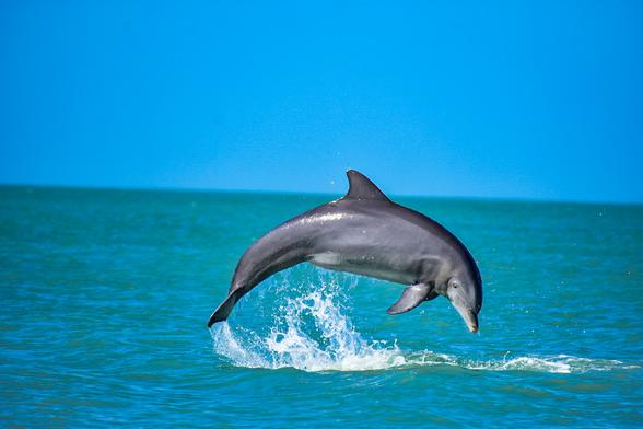 Dolphins