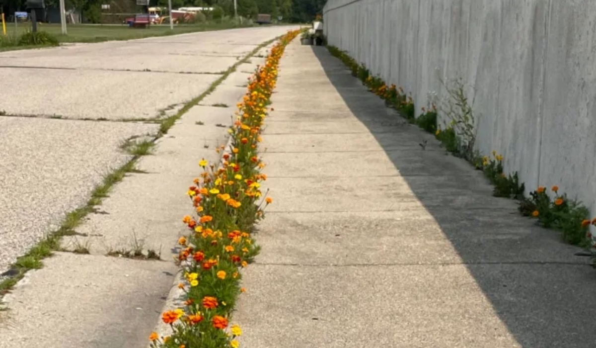 Kindergarten children dropped seeds in the crack of the sidewalk to see what would happen - STREET ART UTOPIA - Kindergarten children dropped seeds in the crack of the sidewalk to see what would happen - STREET ART UTOPIA