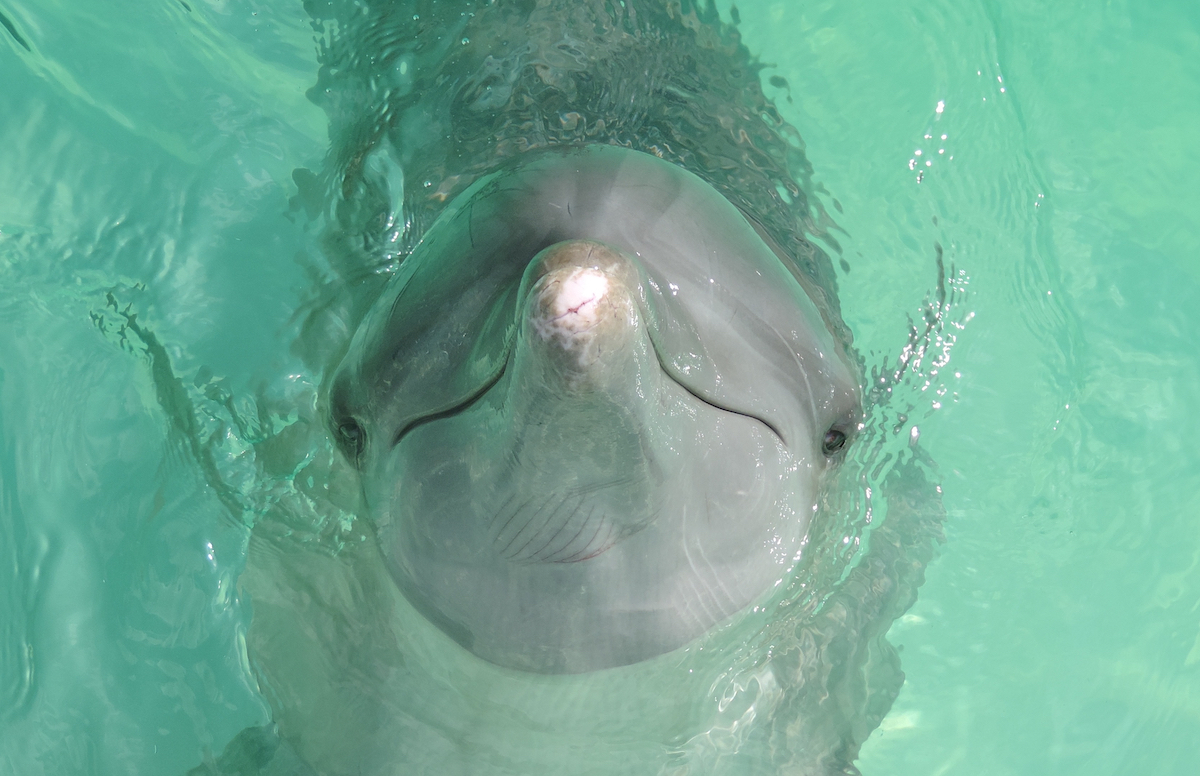 On June 25, The Mexican Chamber of Deputies approved a groundbreaking legal reform, banning the reproduction of marine mammals including their use in concrete tanks, as well as prohibiting physical contact during swim-with-dolphins sessions. The reform, which was already passed by the Senate, amends Articles 47 Bis 4, 60 Bis, 122, and 127 of the General Wildlife Law, representing a milestone in the protection of...