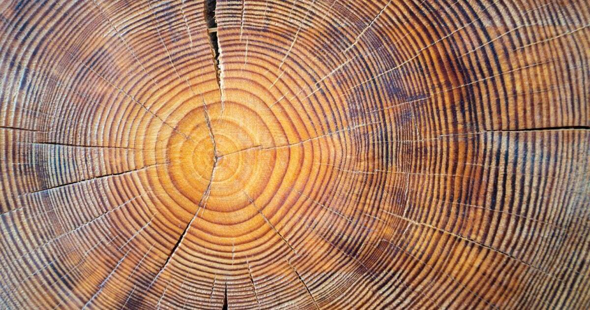 Ein naher Blick auf ein Stück Holz, die Jahresringe sind deutlich zu erkennen.