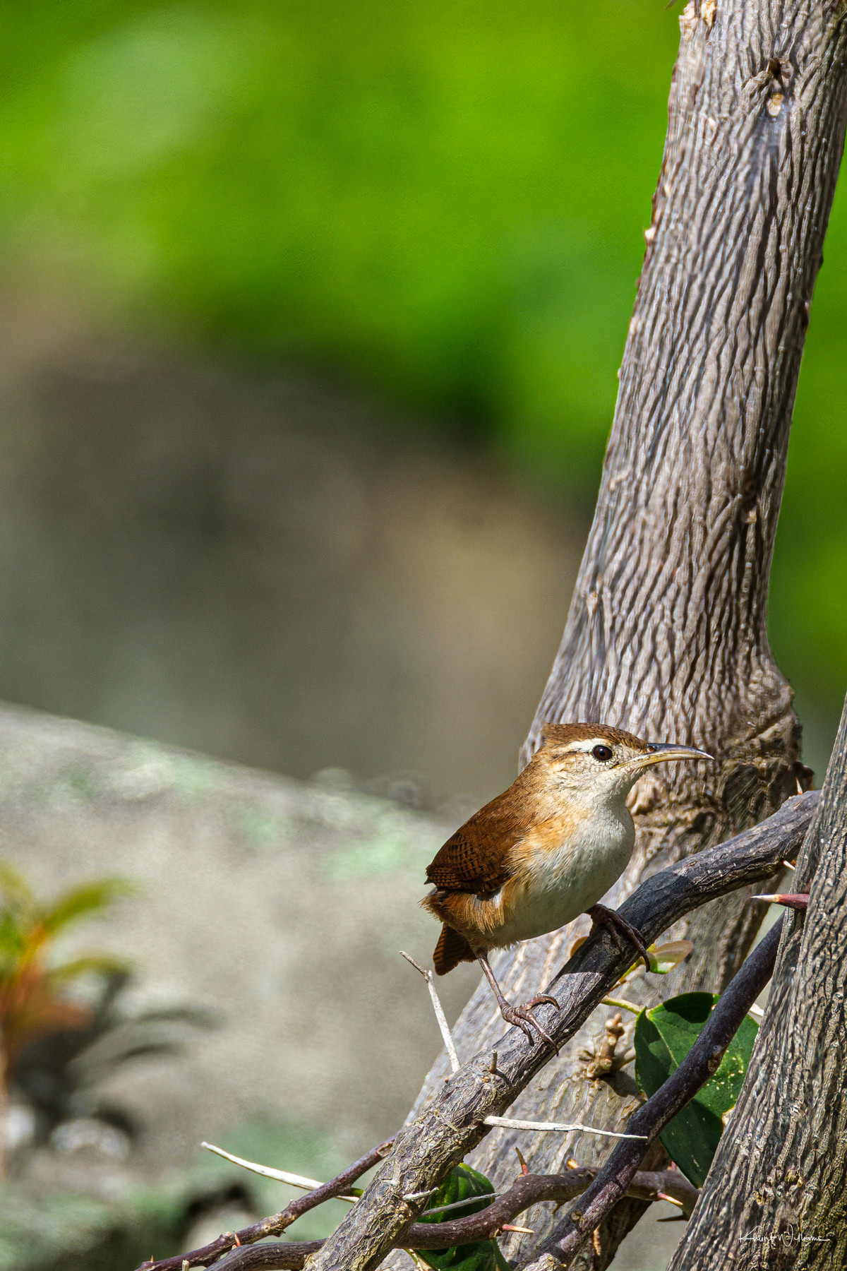 St. Vincent Wren perched on curved bougainvillaea branch with textured bark and soft green background.