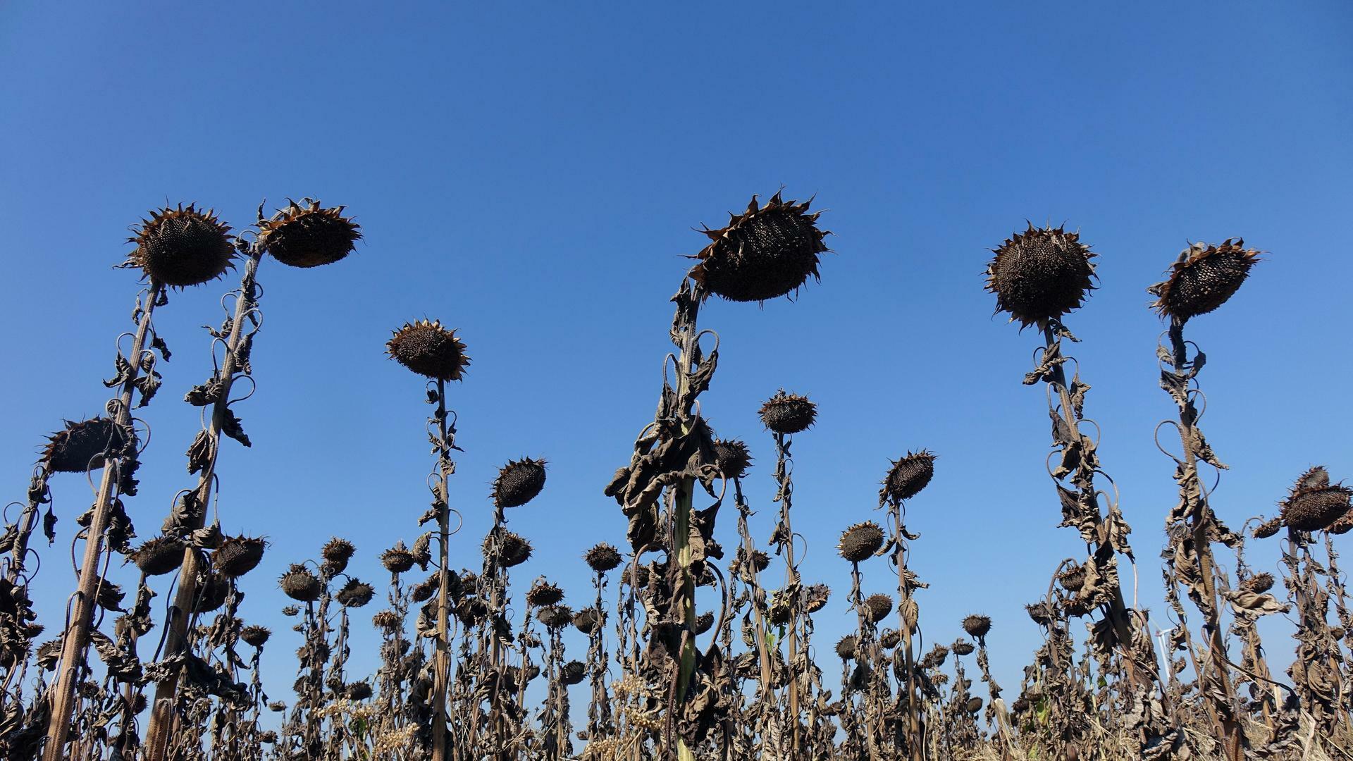 Auf einem Feld stehen vertrocknete Sonnenblumen