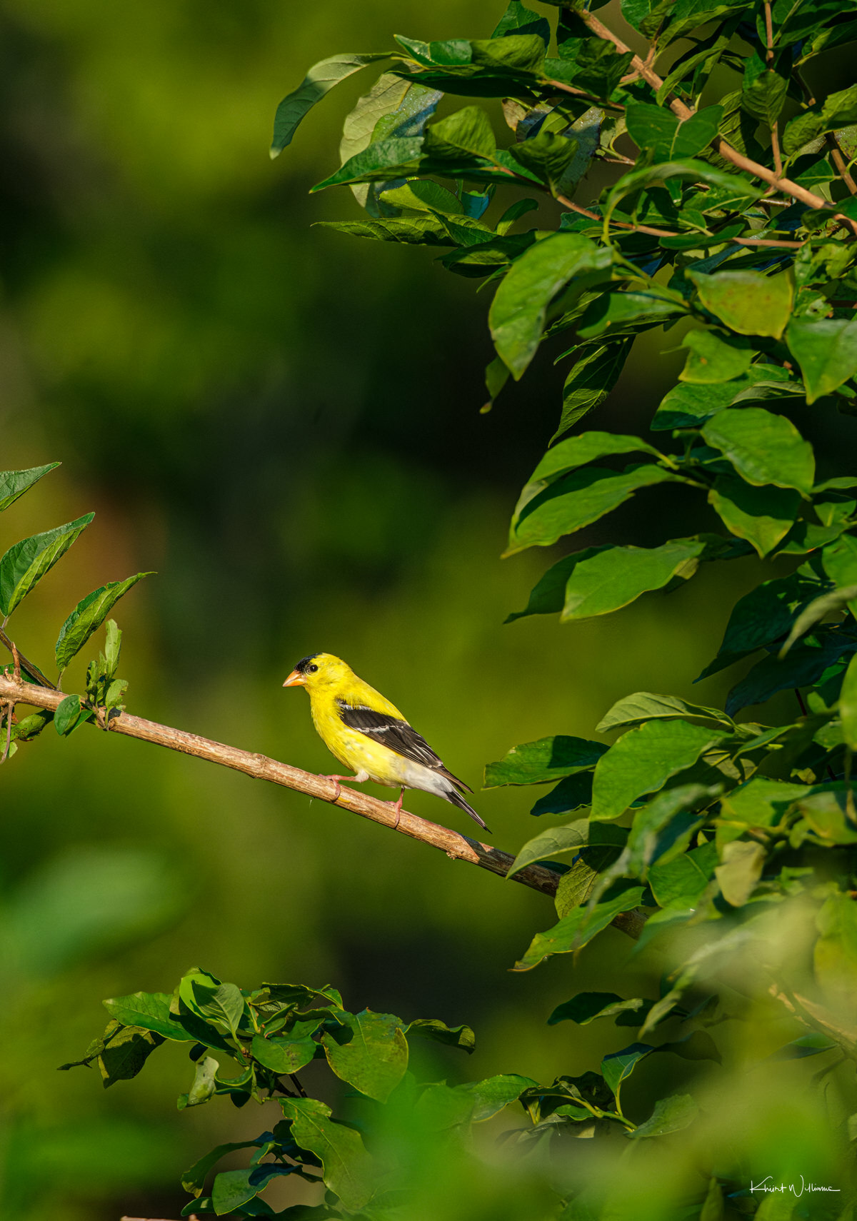 male American Goldfinch perched atop grassland stalks in early golden light.