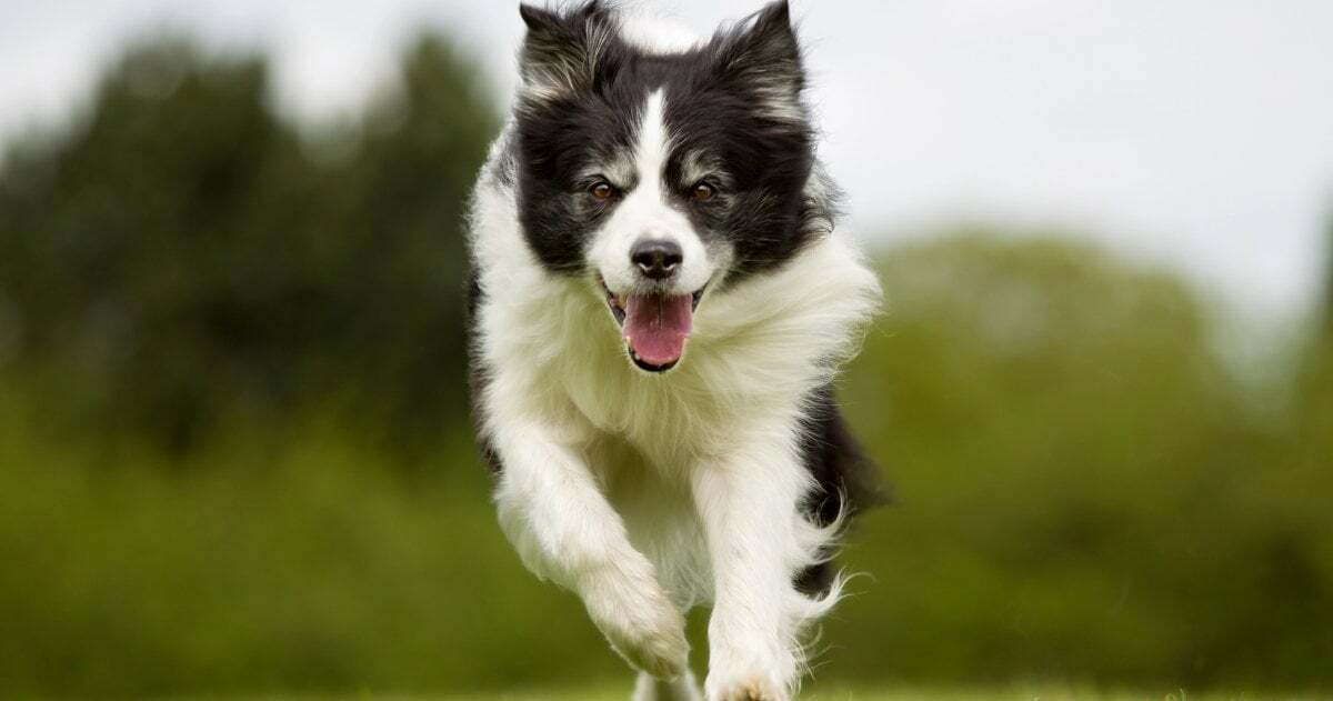 Ein schwarz-weiß gefärbter Hund rennt über eine Wiese und schaut direkt in die Kamera. Er wirkt konzentriert und fröhlich.