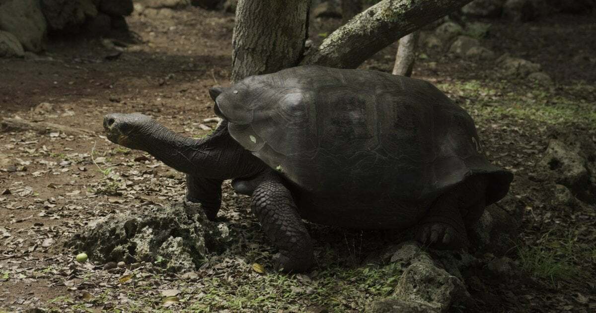 Eine Galápagos-Riesenschildkröte