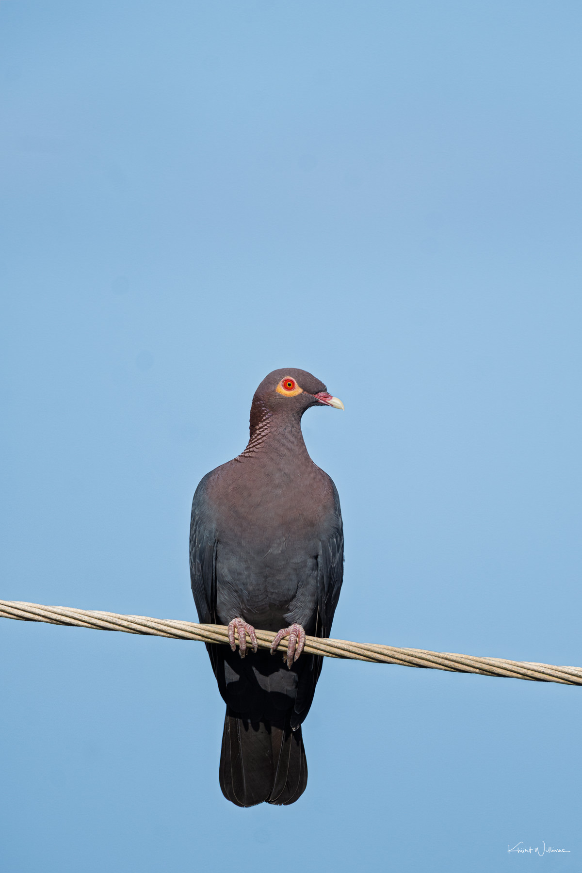 Front view of a Scaly-naped Pigeon perched on an electrical wire against a clear blue sky, showing its red eye ring and scaly neck feathers