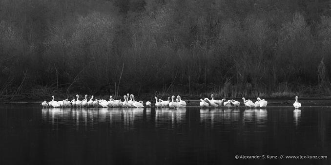 Pod of American white pelicans (Pelecanus erythrorhynchos) standing & preening in shallow water at Lake Hodges, California; January 2021.