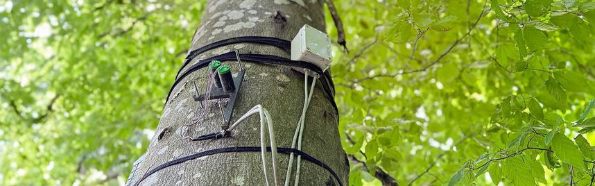 Punktdendrometer auf LWF-Testfläche