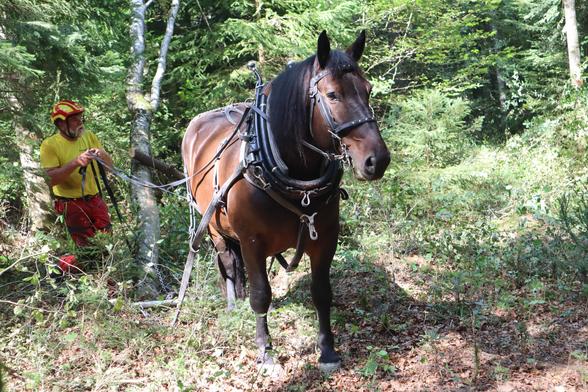 Rückepferd im Wald