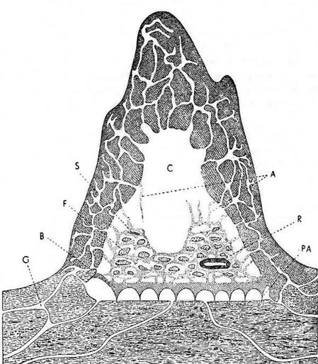 Scientific diagram showing a cross-section of a termite mound. The illustration reveals the complex internal architecture with numerous tunnels, chambers, and passages throughout the tall earthen structure. Letters A through S mark different sections. The base shows underground tunnel networks and storage areas. The drawing uses cross-hatching to show solid earth and white spaces to represent hollow chambers and ventilation systems.