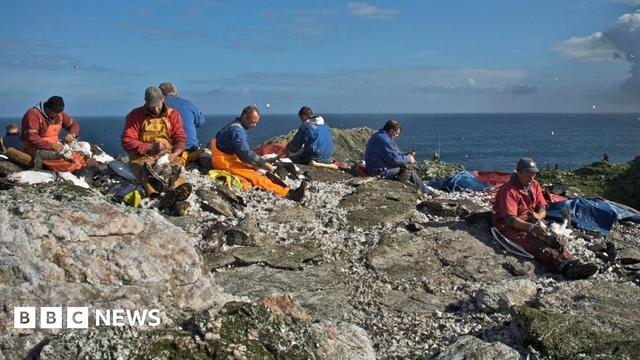 A group of seven men sit among rocks on Sula Sgeir processing guga. They are wearing overalls, including blue boiler suits and orange oilskin trousers. The sky is blue and the sea below is flat calm.