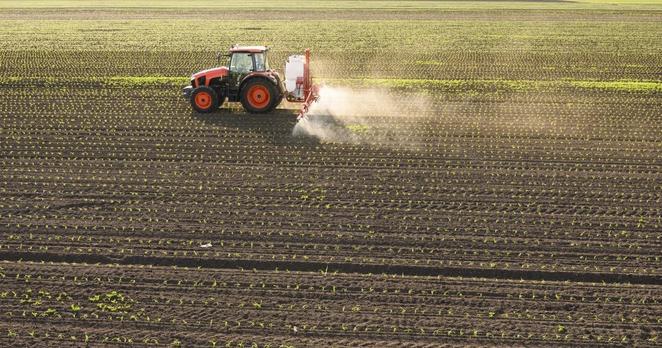 Halbtotale: Traktor beim Ausbringen von Pestiziden auf einem Maisfeld.