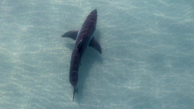 In an aerial view, a juvenile white shark swims in the clear, shallow water of the Pacific Ocean off the coast of La Jolla on November 22, 2023 in San Diego, California. A known rookery of sharks have gathered in the area near Torrey Pines State Reserve and are tagged and studied by researchers.