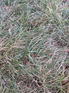 August lawn August lawn
