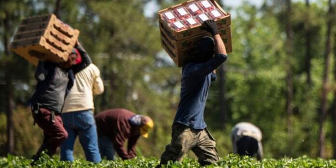 Alcuni lavoratori stranieri portano cassette di frutta in un campo