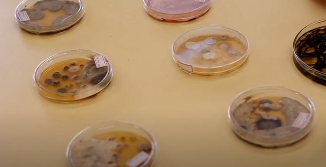 Dispostas sobre uma superfície amarela estão sete placas de Petri, com colônias de fungos e bactérias crescendo em meio de cultura.