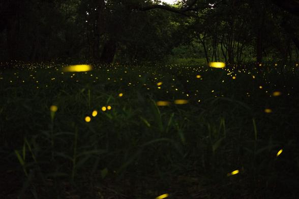 Fireflies fly all over a darkened grassy field with trees in the background.