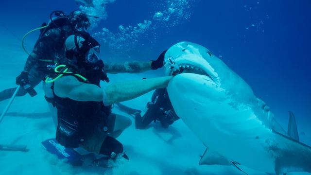 A tiger shark bites Paul de Gelder's prosthetic arm in Discovery's 'How to Survive a Shark Attack', part of 2025's 'Shark Week' on the network.